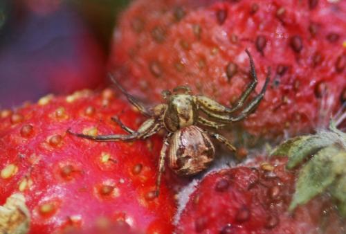 Xysticus sp.